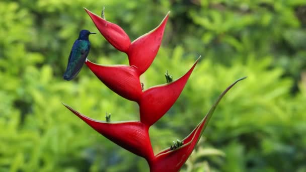 Kolibry Latają Kwiatów Helikonii Piją Nektar Kwiatów — Wideo stockowe