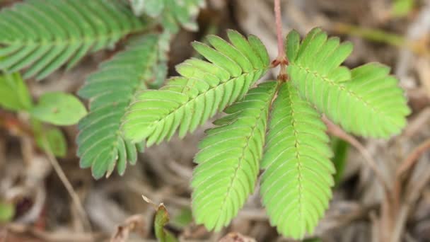 Cierre Hojas Mimosa Después Toque Suave Planta Entorno Natural Nombre — Vídeo de stock