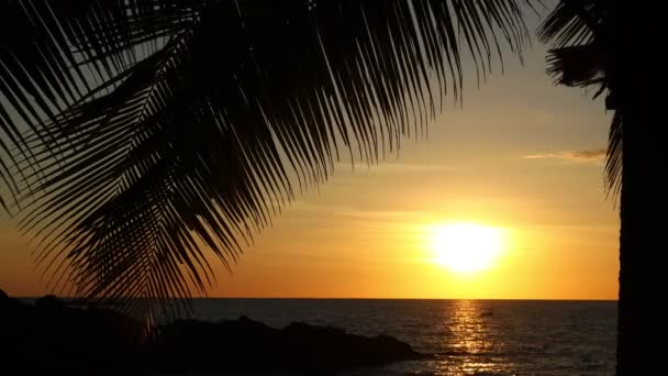 Puesta Sol Una Playa Tropical Hojas Palma Oscilantes Ambiente Vacaciones — Vídeos de Stock