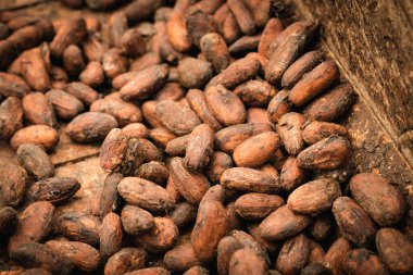 Kakao tohumları kurutmak, ekolojik, doğal kakao elde etme yöntemi.