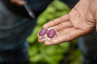 Üretici, kakao tohumunun ikiye bölünmüş halini gösteriyor.