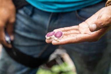 Üretici, kakao tohumunun ikiye bölünmüş halini gösteriyor.