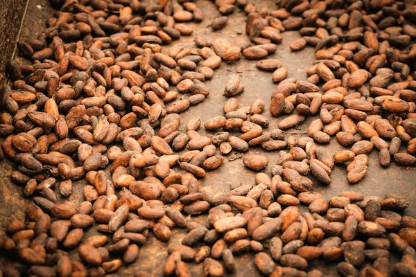 Secado Semillas Cacao Método Ecológico Natural Obtención Cacao — Foto de Stock