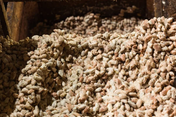 Fermenting cocoa seeds, an ecological method of making cocoa