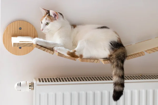 Sweet Cat lying on a hot radiator at home, the concept of rising apartment heating prices in the winter season, home budget, Pet resting