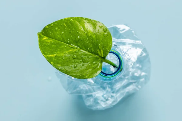 crushed plastic bottle with young green leaf growing out of it, Environmental concept, Reduce plastic waste on the ground, Recycle, Pastel blue background, top view