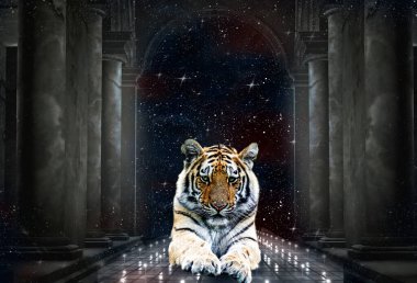 Mutlu yıllar, numaralar, kedi, noel, yeni yıl kedisi, Noel baba, yeni yıl kartı