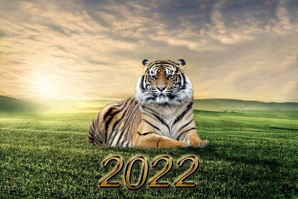 Fantastisk Tiger Liggande Glänta Gräset Vid Solnedgången Djurliv Scen Med — Stockfoto