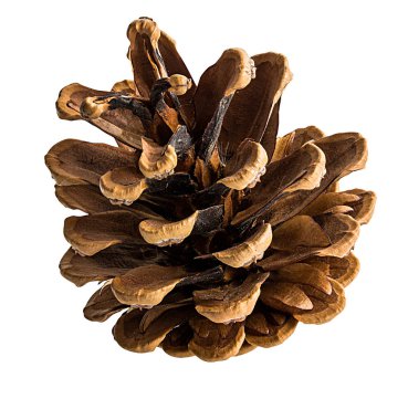 Firavun konileri beyaz arkaplanda izole edildi