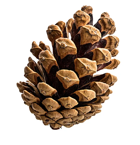 Firavun konileri beyaz arkaplanda izole edildi