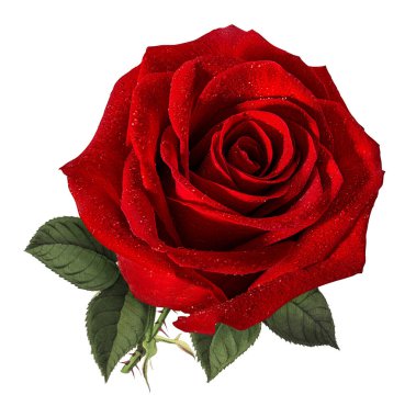 Beyaz arkaplanda izole güller