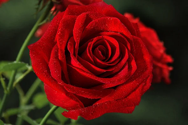 Rosen Blühen Sommer Den Gartenrosen Schöne Rosen Blumen Aus Nächster — Stockfoto