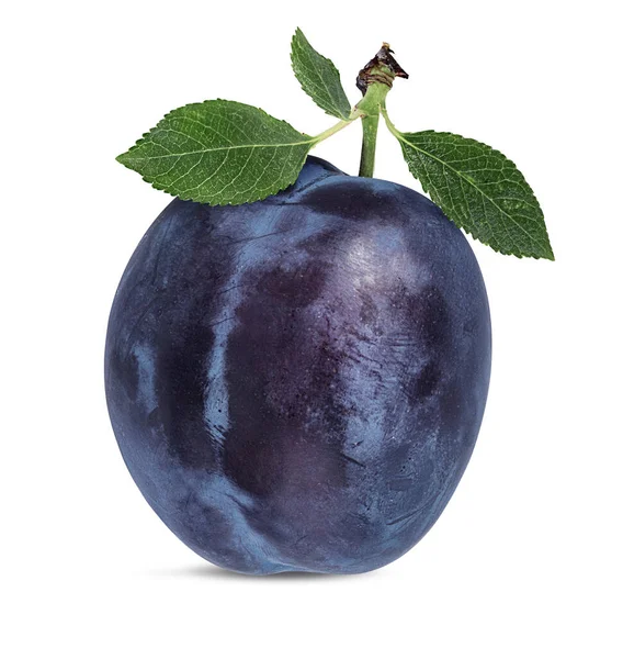 Beyaz arkaplanda erik izole edildi