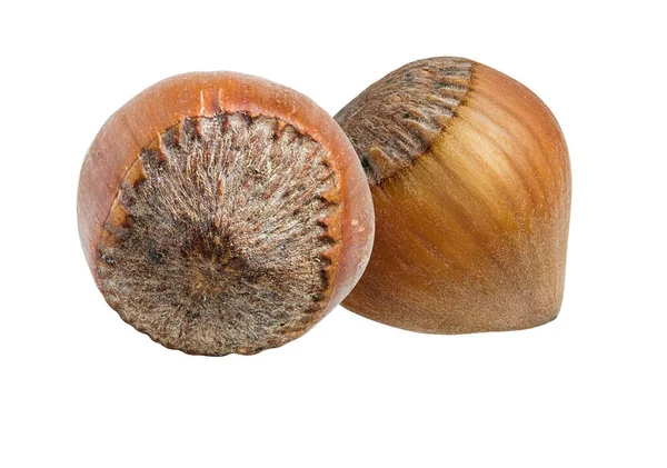 Hazelnut Nut Isolated White Background Design Element — Fotografia de Stock
