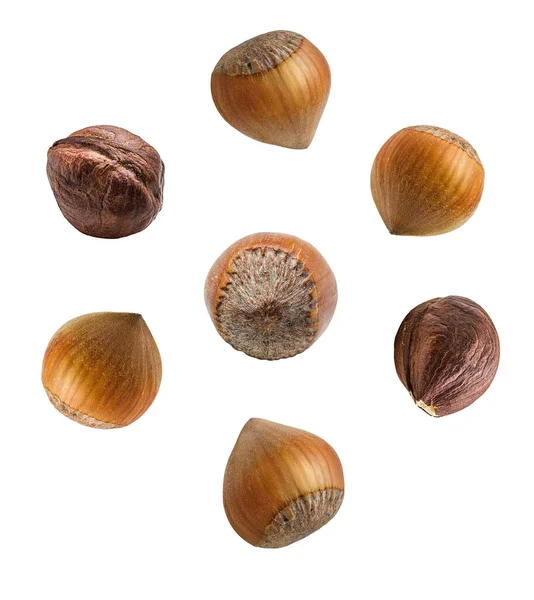 Hazelnut Nut Isolated White Background Design Element — Stock Photo, Image