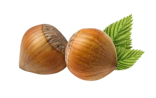 Hazelnut Nut Isolated White Background Design Element — Stock Photo, Image
