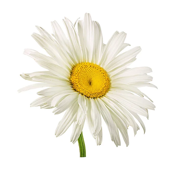 Une Fleur Marguerite Blanche Isolée Sur Fond Blanc — Photo