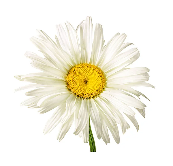 Fiore Bianco Margherita Isolato Uno Sfondo Bianco — Foto Stock