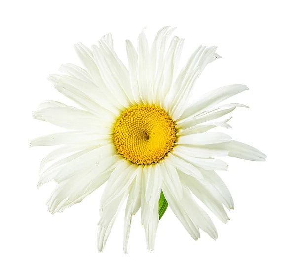 Uma Flor Margarida Branca Isolada Fundo Branco — Fotografia de Stock