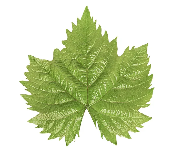 Beyaz arkaplanda üzüm yaprağı izole edildi