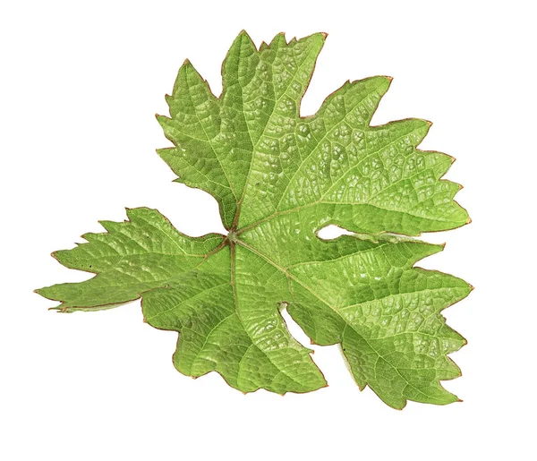 Beyaz arkaplanda üzüm yaprağı izole edildi