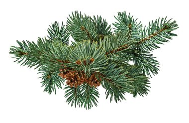 Beyaz arka planda kahverengi kozalak ve kırpma kartı