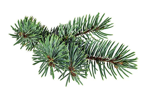 Beyaz arkaplanda köknar ağacı dalı izole