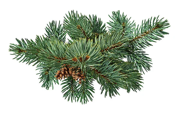 Beyaz arka planda kahverengi kozalak ve kırpma kartı