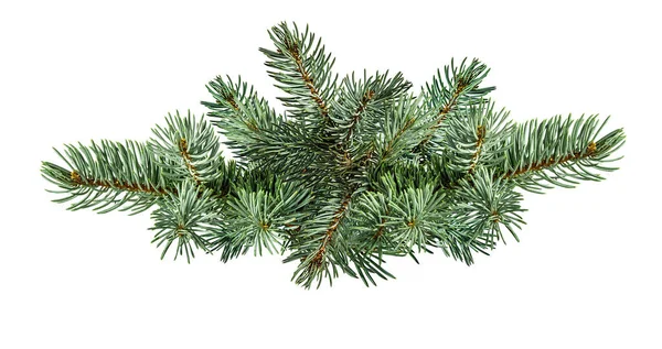 Beyaz arkaplanda köknar ağacı dalı izole