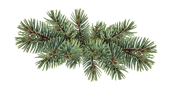 Beyaz arkaplanda köknar ağacı dalı izole