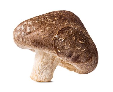 Beyaz arka planda izole edilmiş Şiitake mantarları