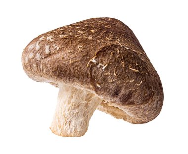 Beyaz arka planda izole edilmiş Şiitake mantarları