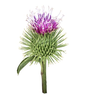 Devedikeni çiçeği beyaz arkaplanda izole edilmiş