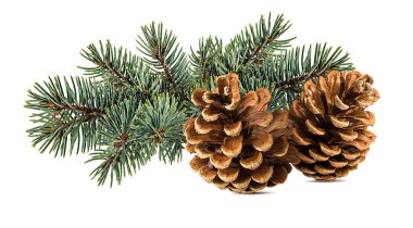 Beyaz arka planda kahverengi kozalak ve kırpma kartı