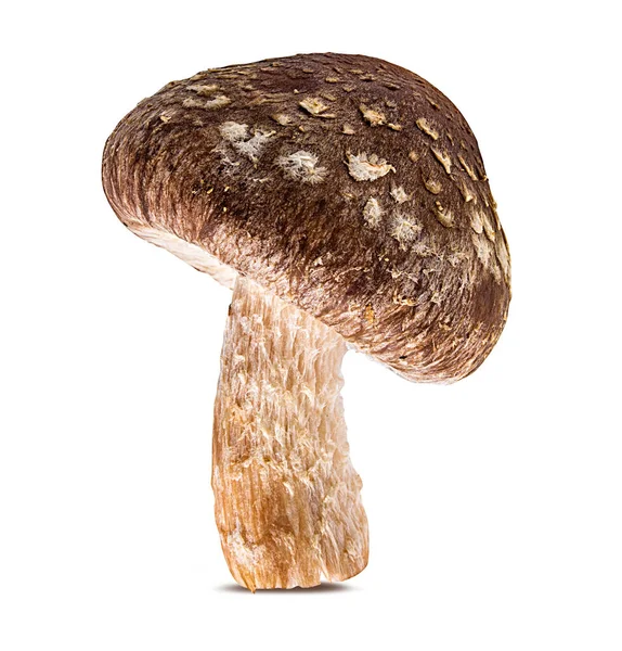 Champignons Shiitake Isolés Sur Fond Blanc — Photo