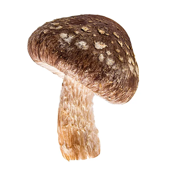 Champignons Shiitake Isolés Sur Fond Blanc — Photo