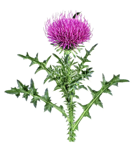 Thistle Λουλούδι Απομονώνονται Λευκό Φόντο — Φωτογραφία Αρχείου