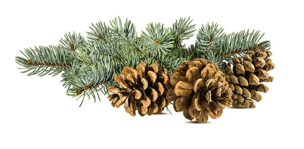 Brown Pine Cone White Background Clipping Pass — Stock Photo, Image