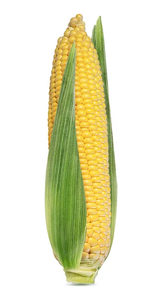 Кукурудза Ізольована Білому Фоні — стокове фото
