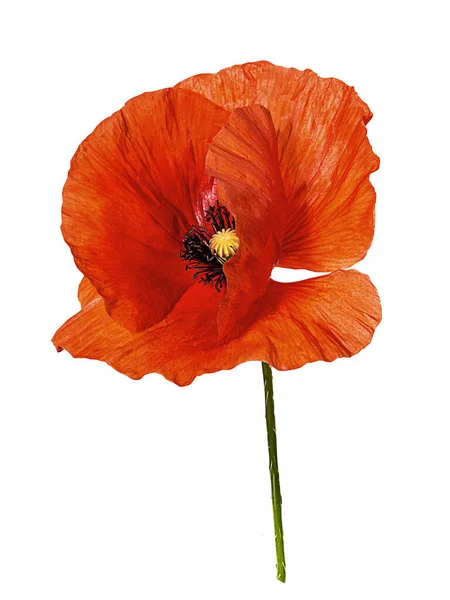 Poppy Isolated White Background — Stock Photo, Image