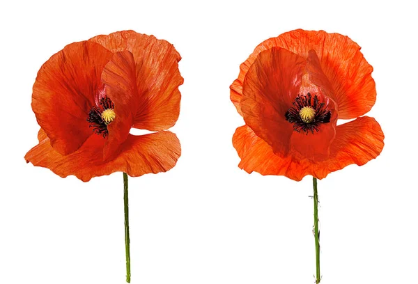 Poppy Isolated White Background — Stock Photo, Image