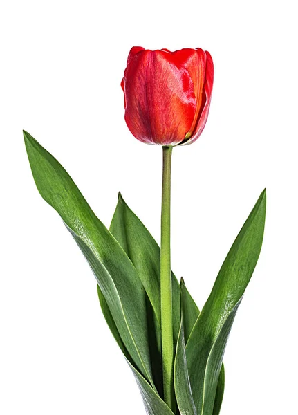 Tulip Isolated White Background — Stock Photo, Image