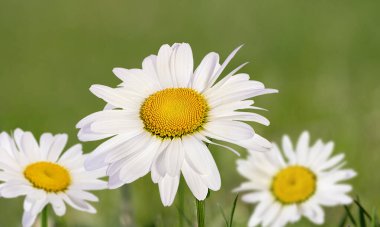 Beautiful wild flowers chamomile. Landscape wide format, copy space, cool blue tones.