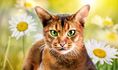 Abyssinian cat outdoors in the wild flowers chamomile . Landscape