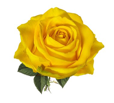 Beyaz arkaplanda izole güller