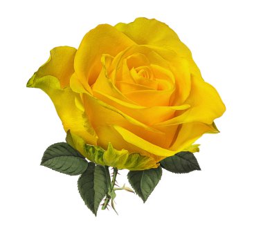 Beyaz arkaplanda izole güller