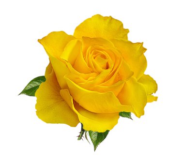 Beyaz arkaplanda izole güller