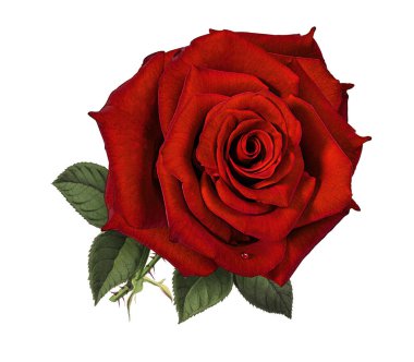 Beyaz arkaplanda izole güller