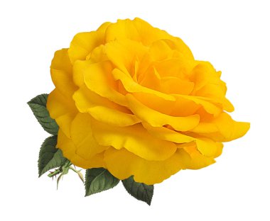 Beyaz arkaplanda izole güller