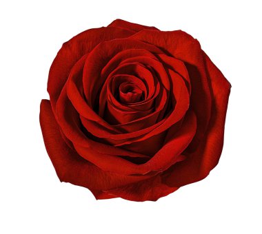 Beyaz arkaplanda izole güller